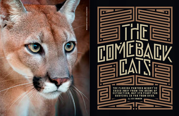 The Comeback Cats